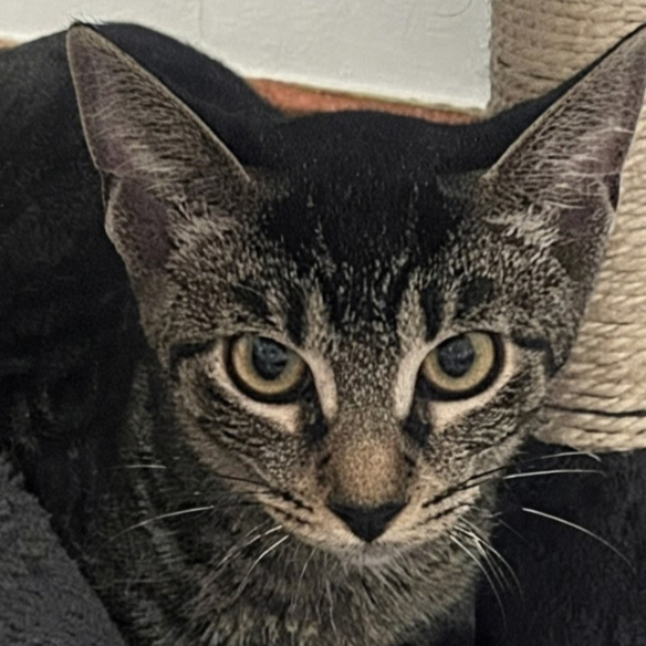 Image of Petal an adoptable cat from Almost Home Cat Rescue MKE