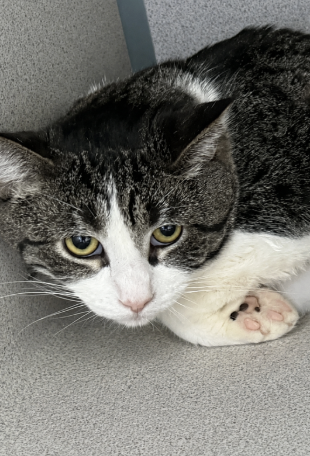 Image of Xander, an adoptable cat from Almost Home Cat Rescue MKE