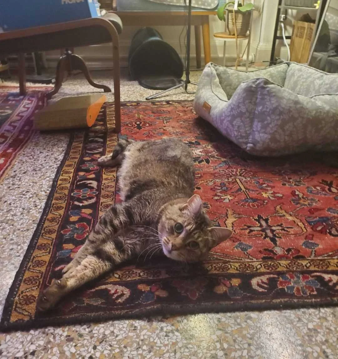 Image of Beans, an adoptable Almost Home Cat Rescue MKE cat