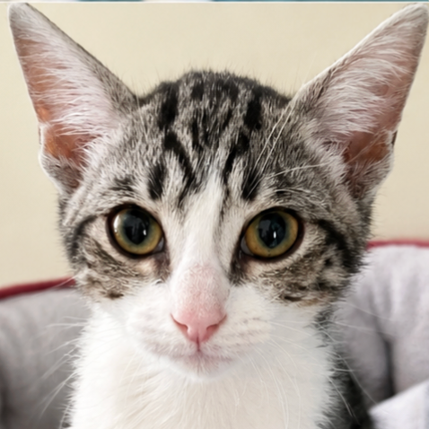 Image of Cannoli, an adoptable cat from Almost Home Cat Rescue MKE
