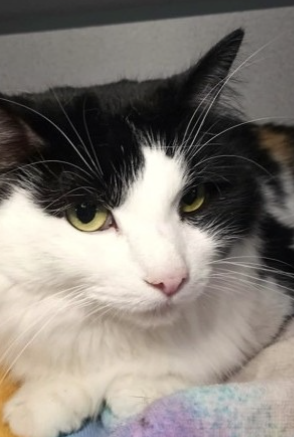 Image of Ms. Dumpling, an adoptable cat from Almost Home Cat Rescue MKE