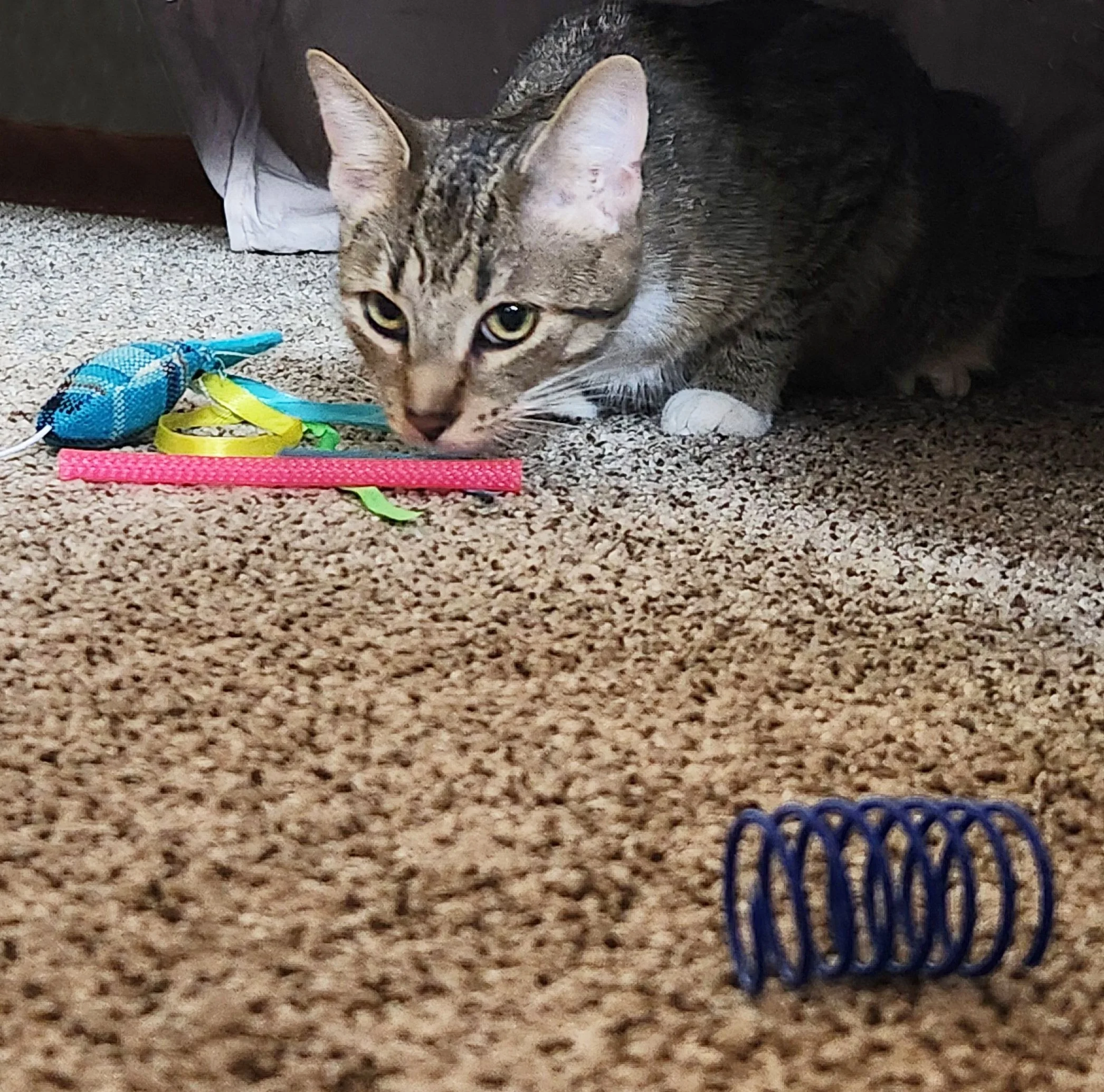 Tabby cat with wand and spring toys on the floor in front of it