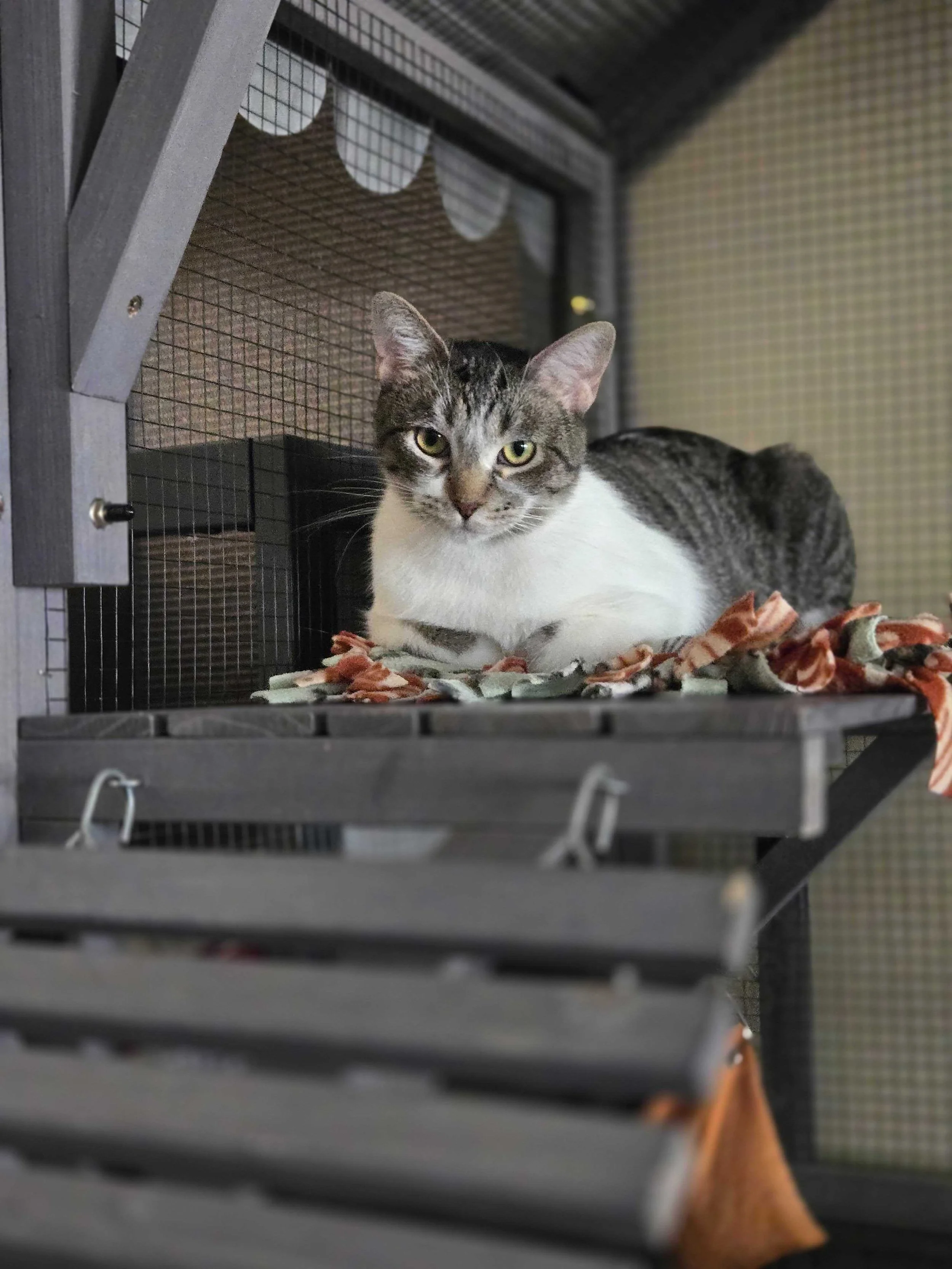 Image of Dottie, an adoptable cat from Almost Home Cat Rescue MKE