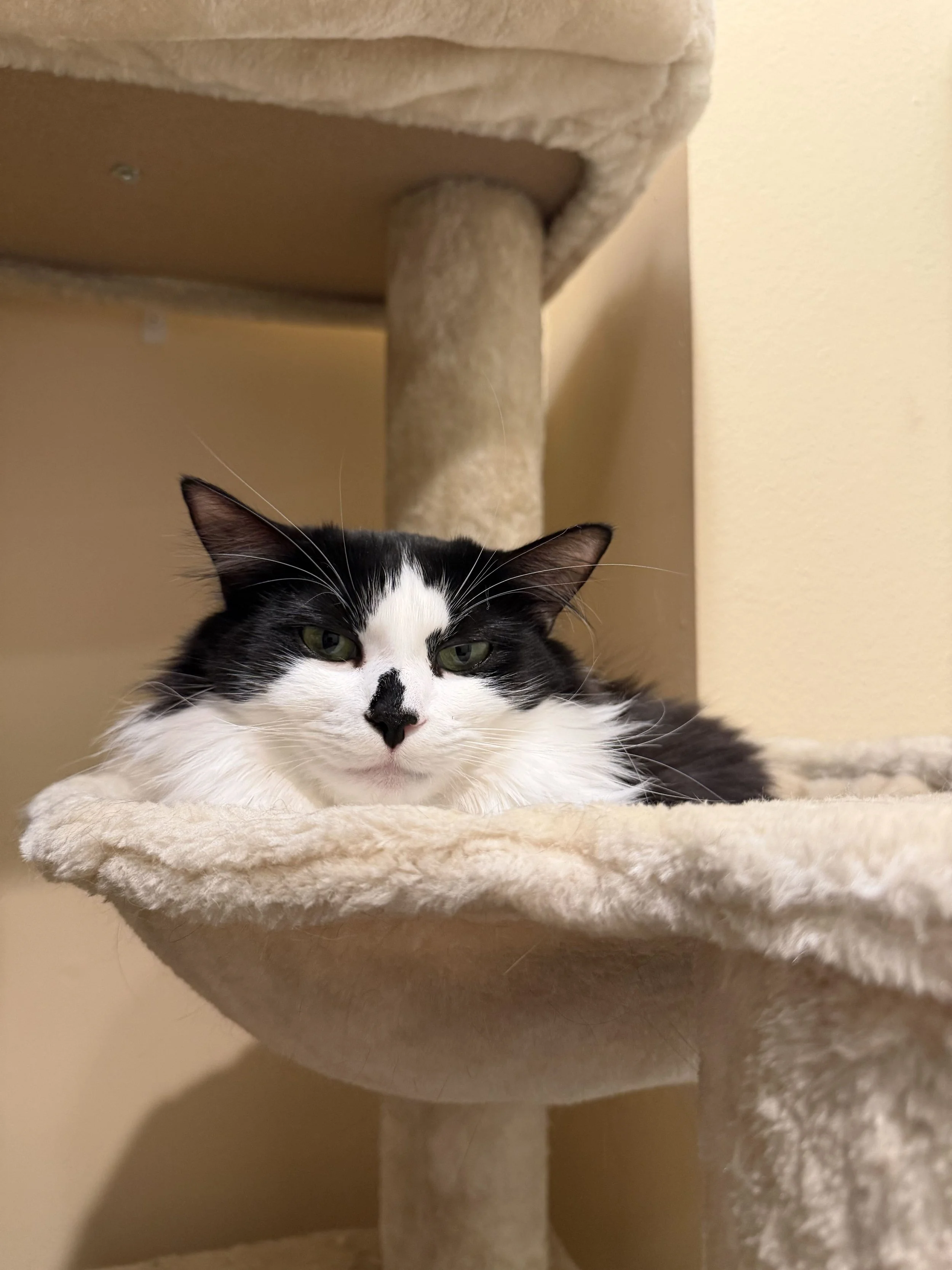 Image of Luciana, an adoptable cat from Almost Home Cat Rescue MKE