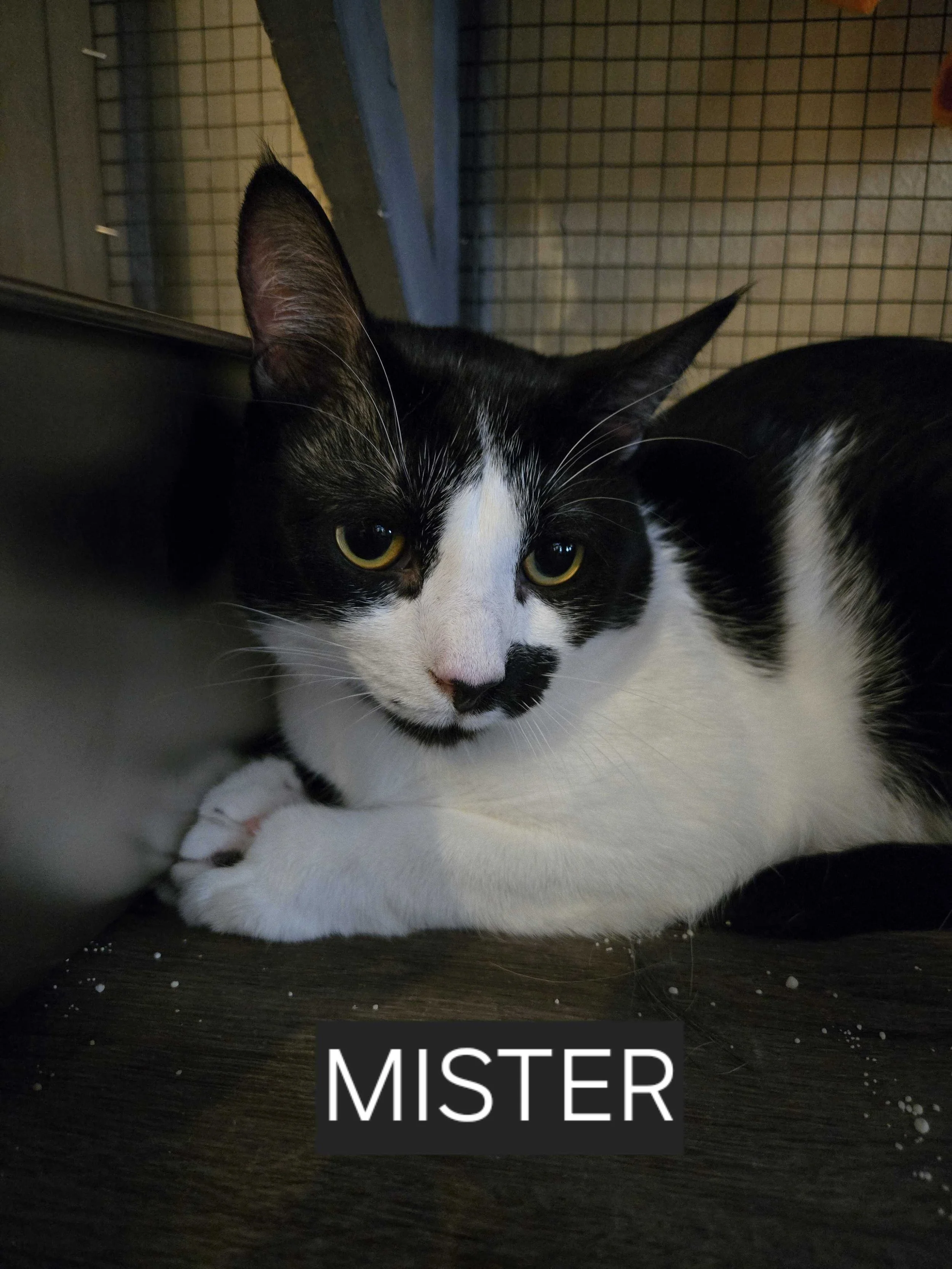 Image of Mister, an adoptable cat from Almost Home Cat Rescue MKE