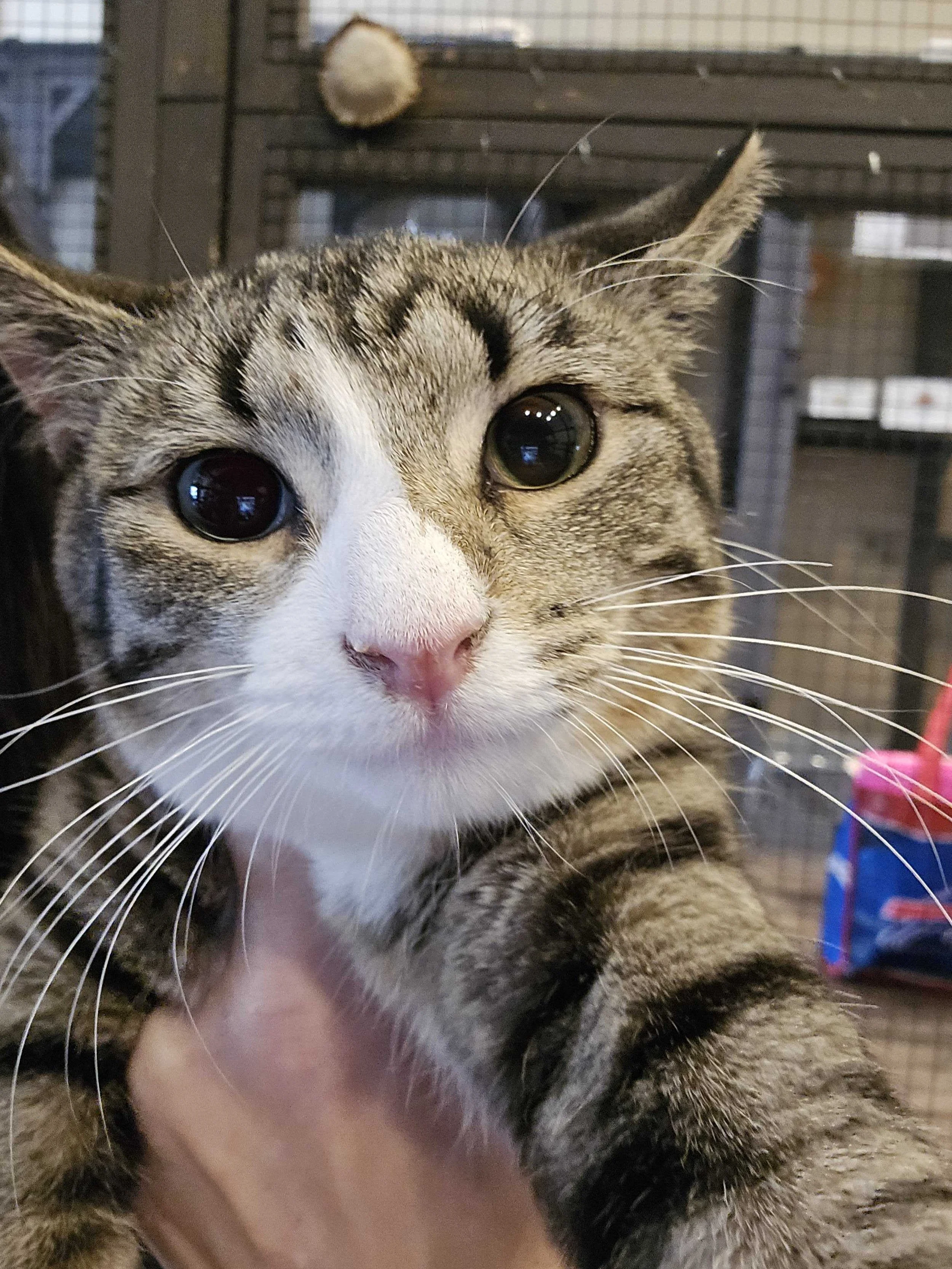 Image of Plum, an adoptable cat from Almost Home Cat Rescue MKE