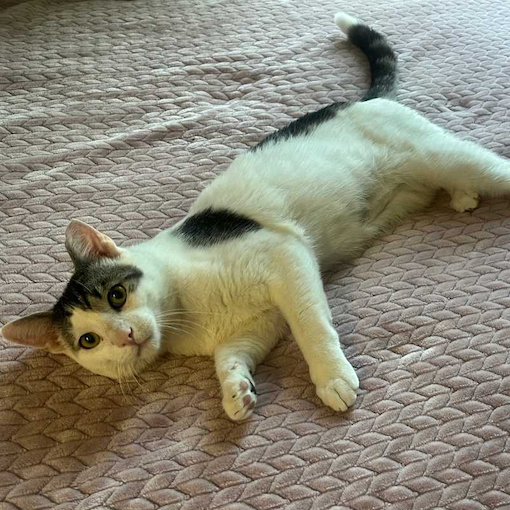 Image of Speedy, an adoptable cat from Almost Home Cat Rescue MKE