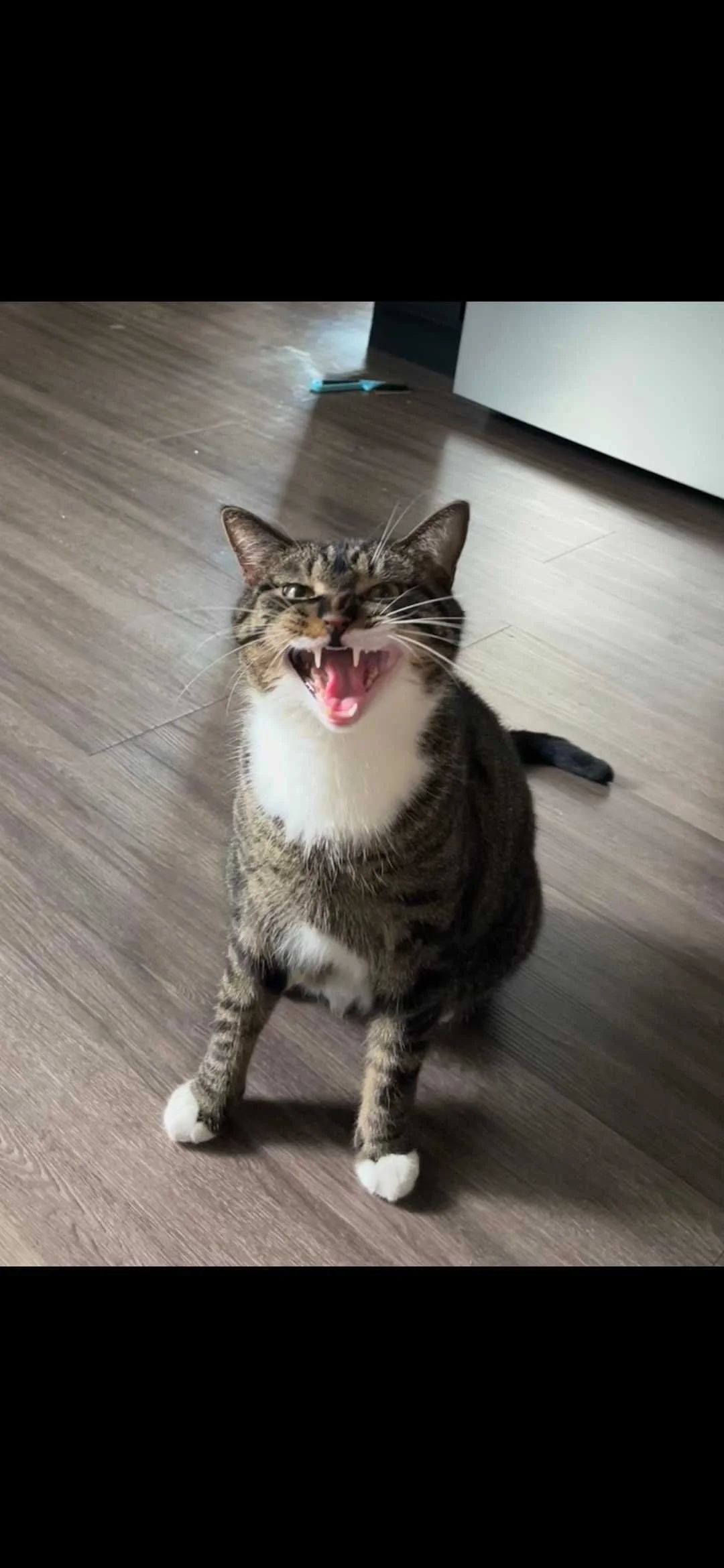 Adoptable cat, Fufu, from Almost Home Cat Rescue MKE