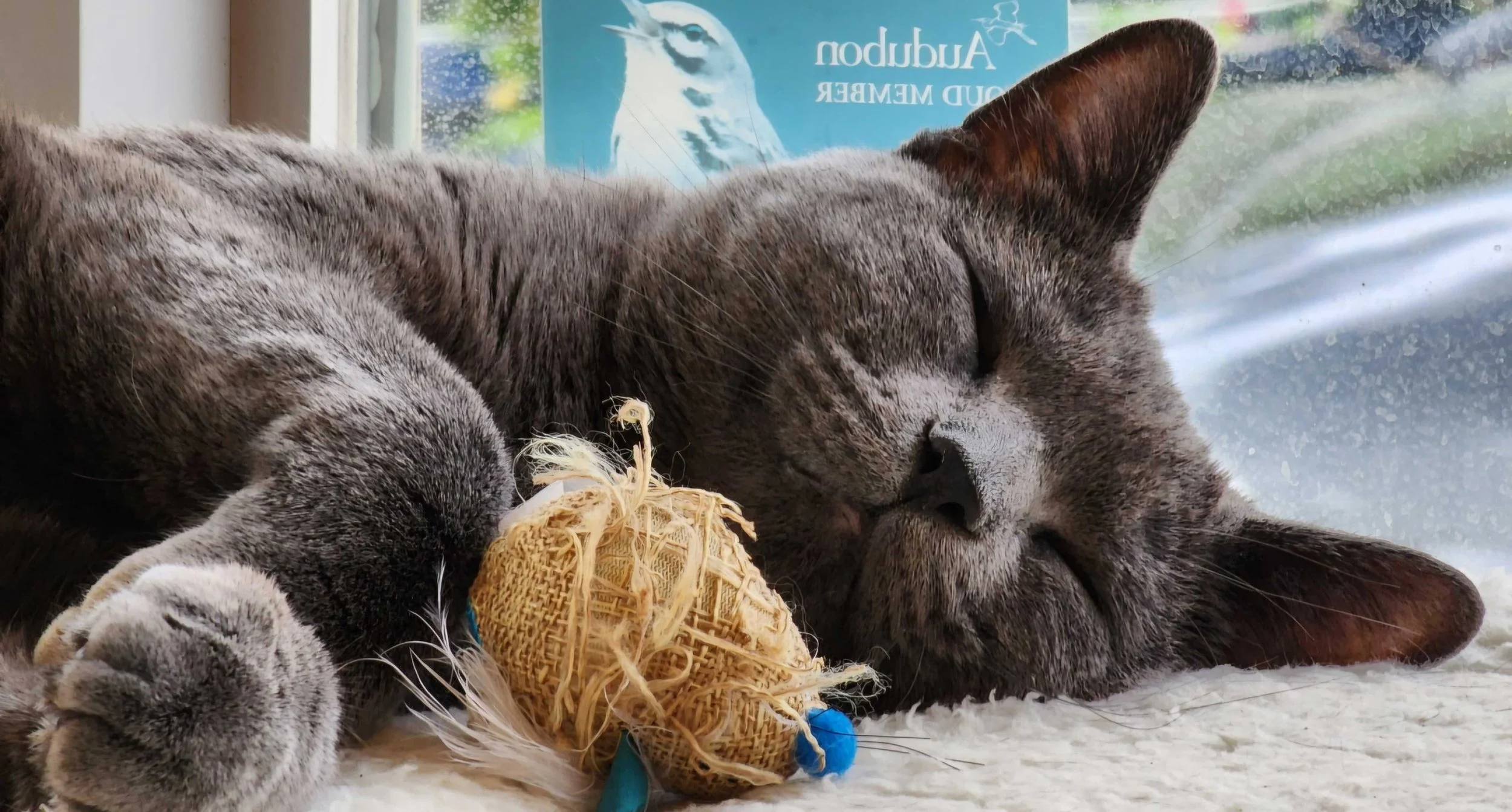 Image of Herbert, an adoptable Almost Home Cat Rescue MKE cat