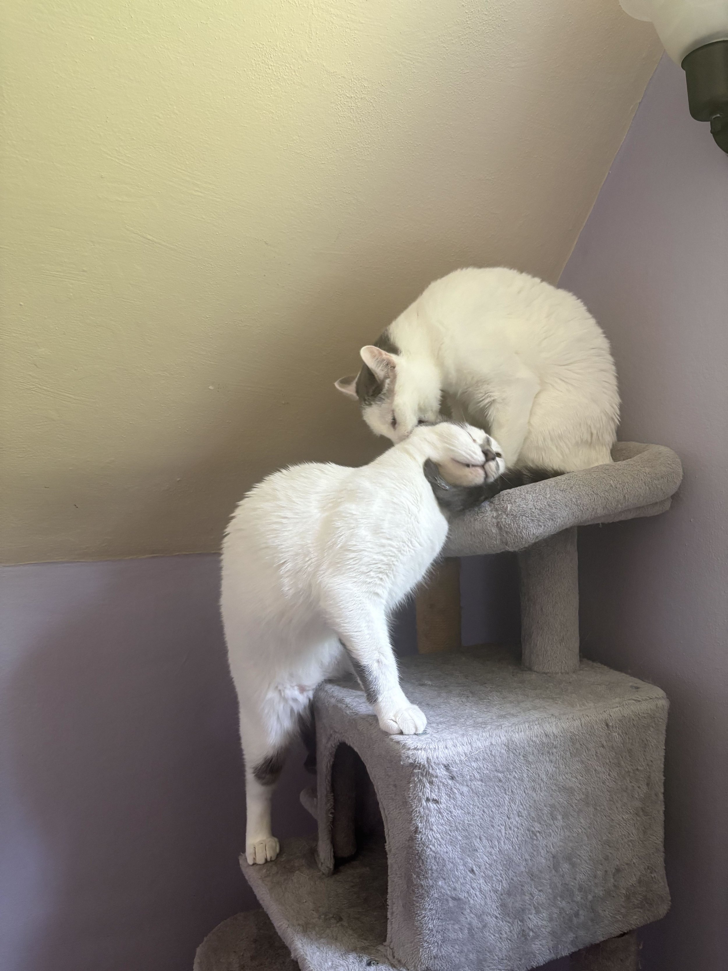 Adoptable bonded pair, Maizy and Malachai, from Almost Home Cat Rescue MKE