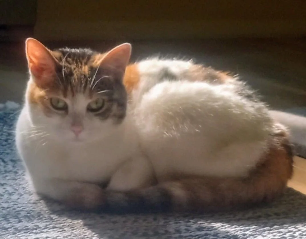 Iris