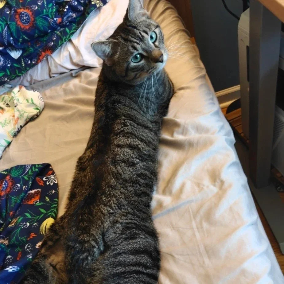 Image of Yuji, an adoptable Almost Home Cat Rescue MKE cat