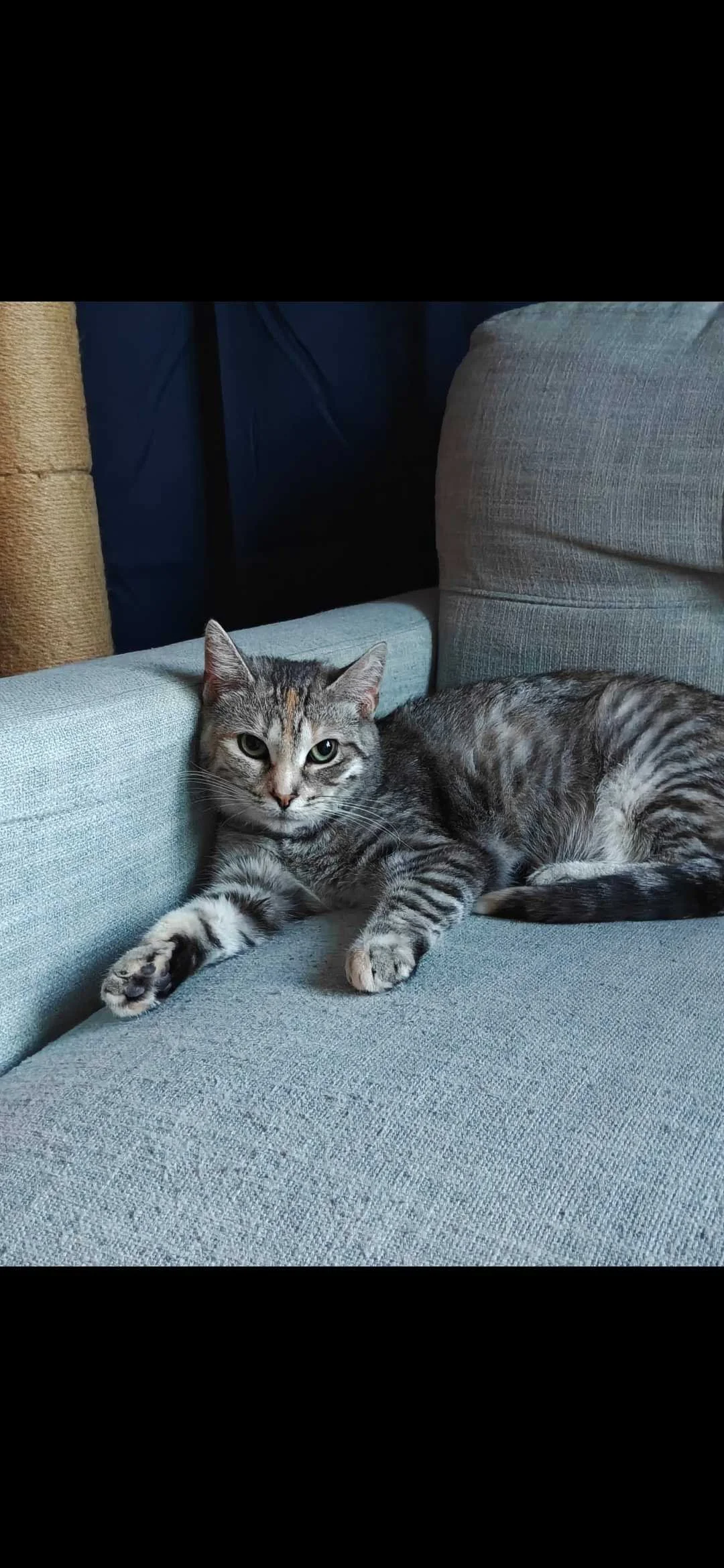 Image of Aurora, an adoptable cat from Almost Home Cat Rescue MKE