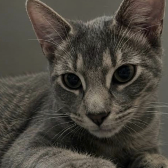 Image of Lynx, an adoptable cat bonded to Pounce from Almost Home Cat Rescue MKE