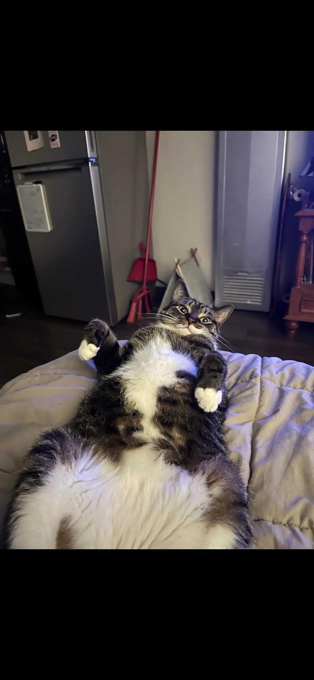 Adoptable cat, Fufu, from Almost Home Cat Rescue MKE