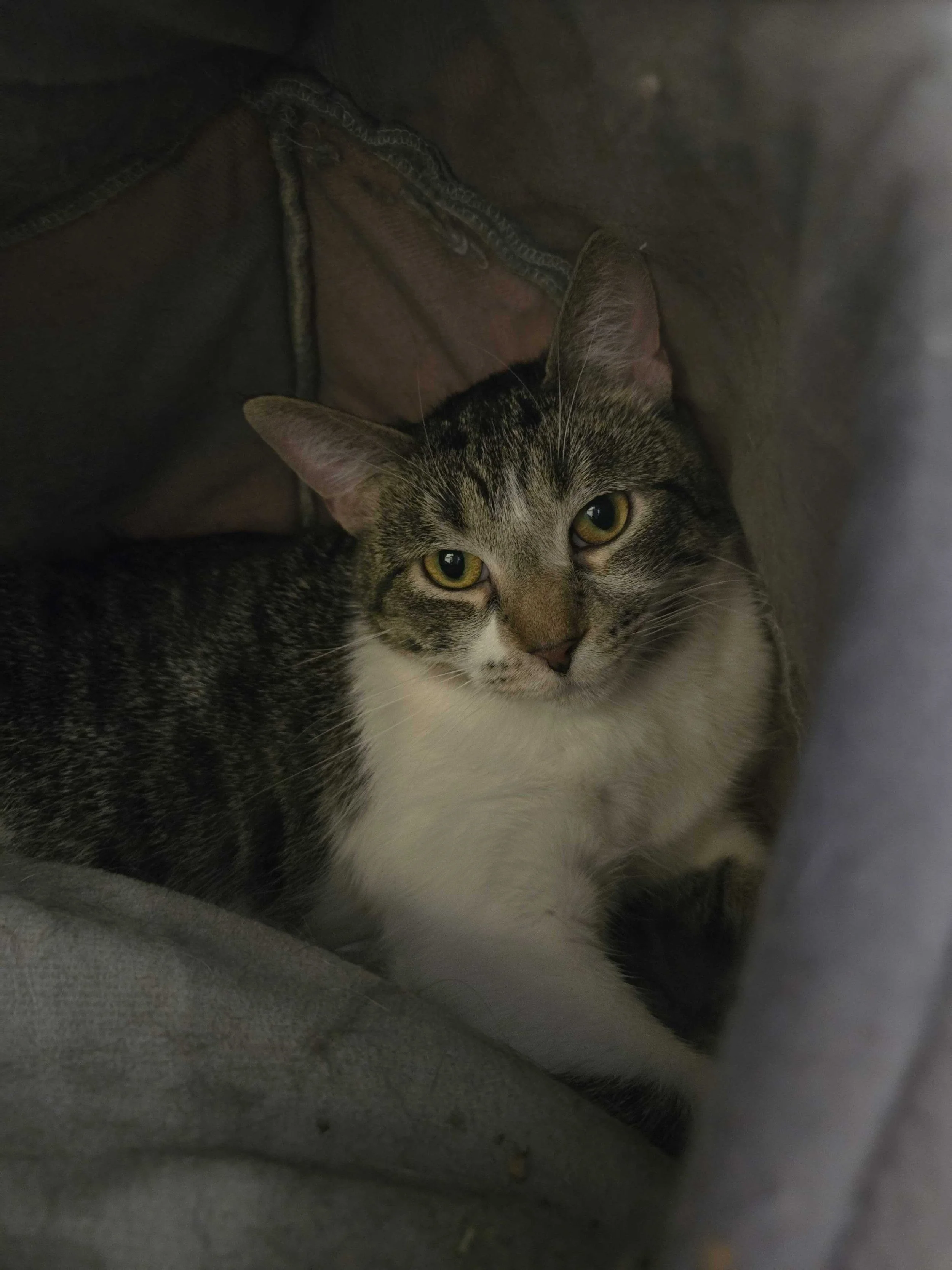 Image of Dottie, an adoptable cat from Almost Home Cat Rescue MKE