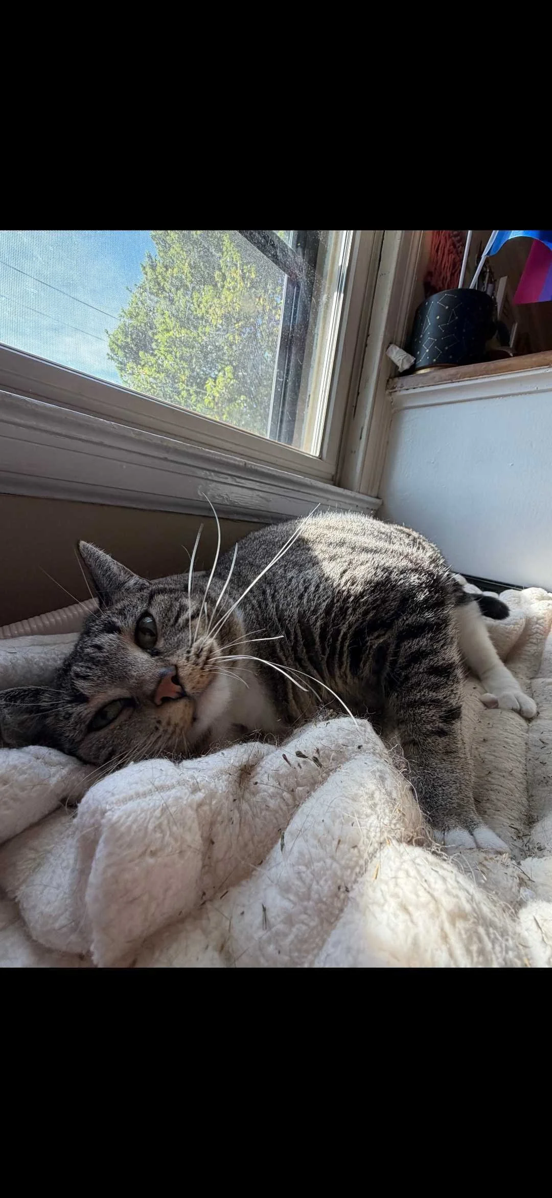 Image of Sweetie, an adoptable cat from Almost Home Cat Rescue MKE