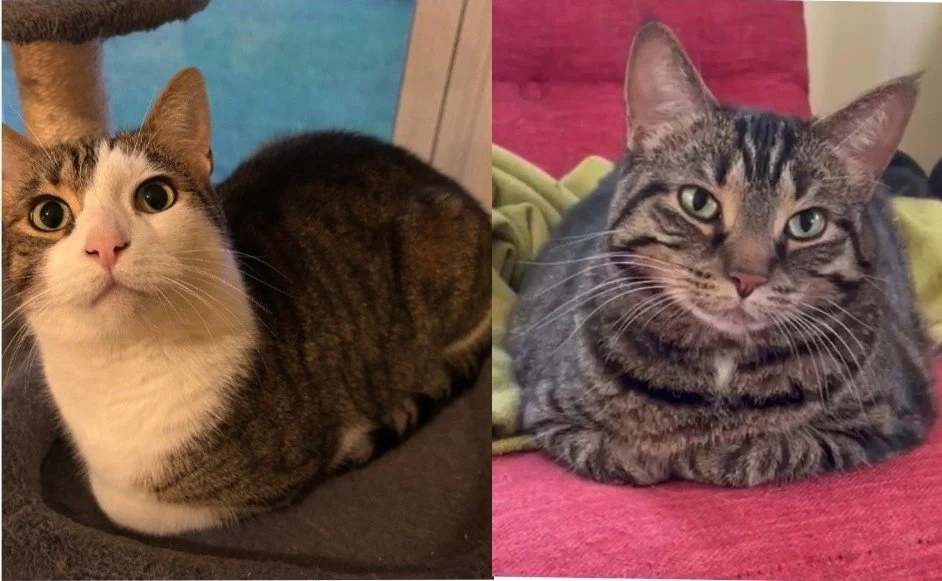 Leo & Zoey (In Foster)