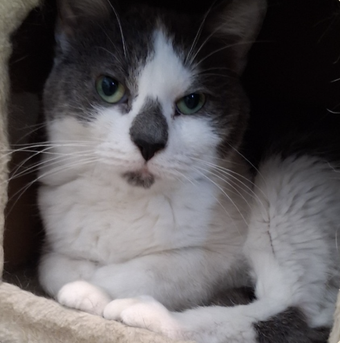 Image of Miloh, an adoptable cat from Almost Home Cat Rescue MKE