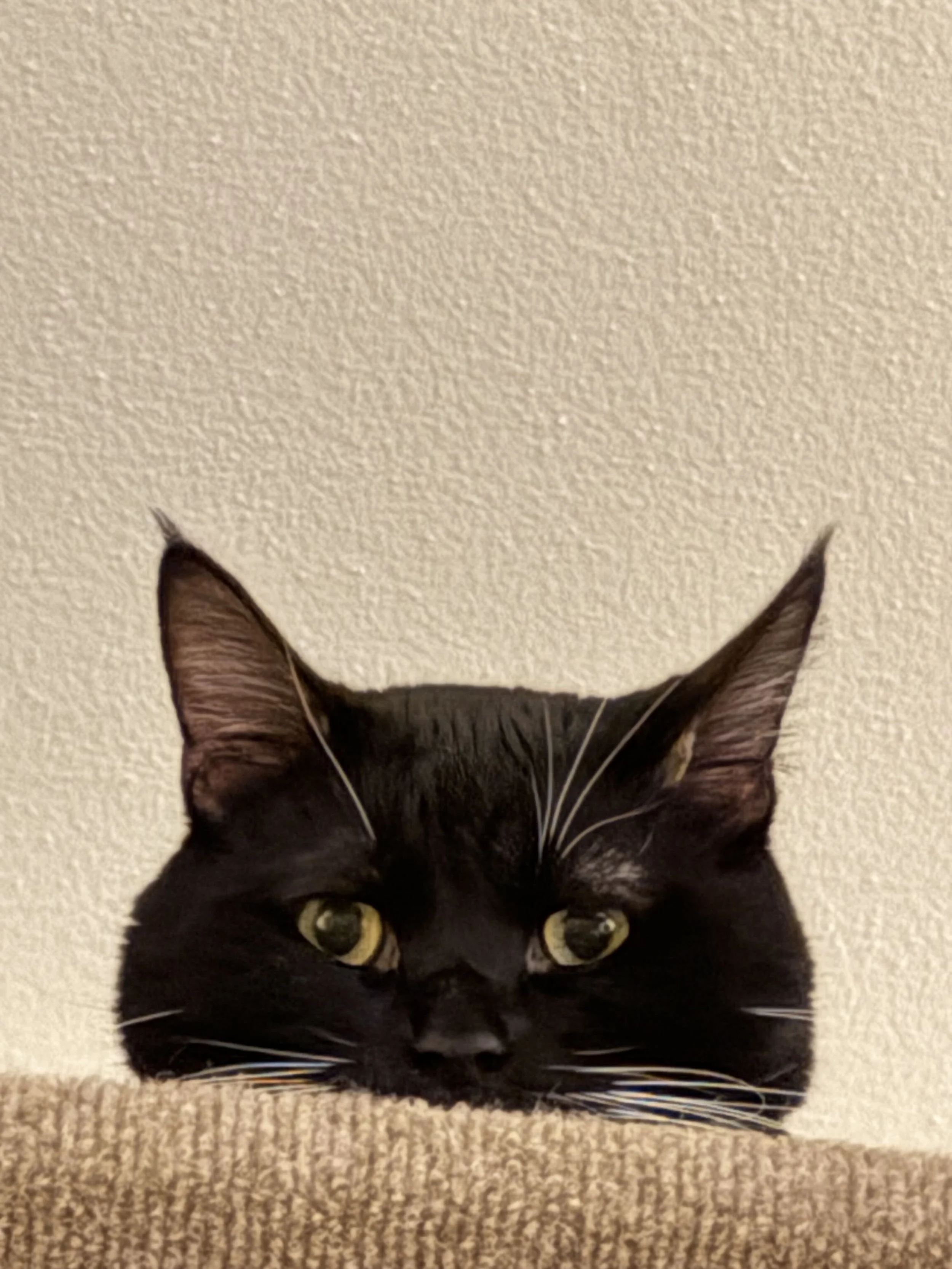 Image of Chief, an adoptable cat from Almost Home Cat Rescue MKE