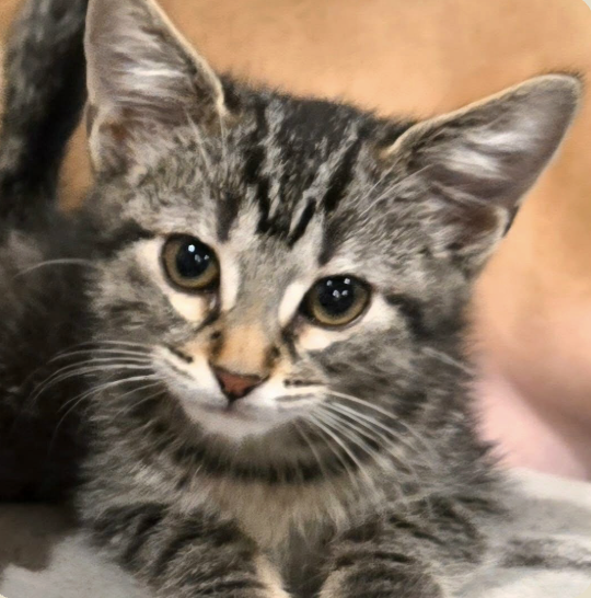 Image of Marlin, an adoptable kitten from Almost Home Cat Rescue MKE