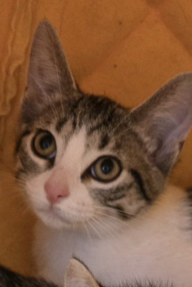 Adoptable kitten, Misty, from Almost Home Cat Rescue MKE