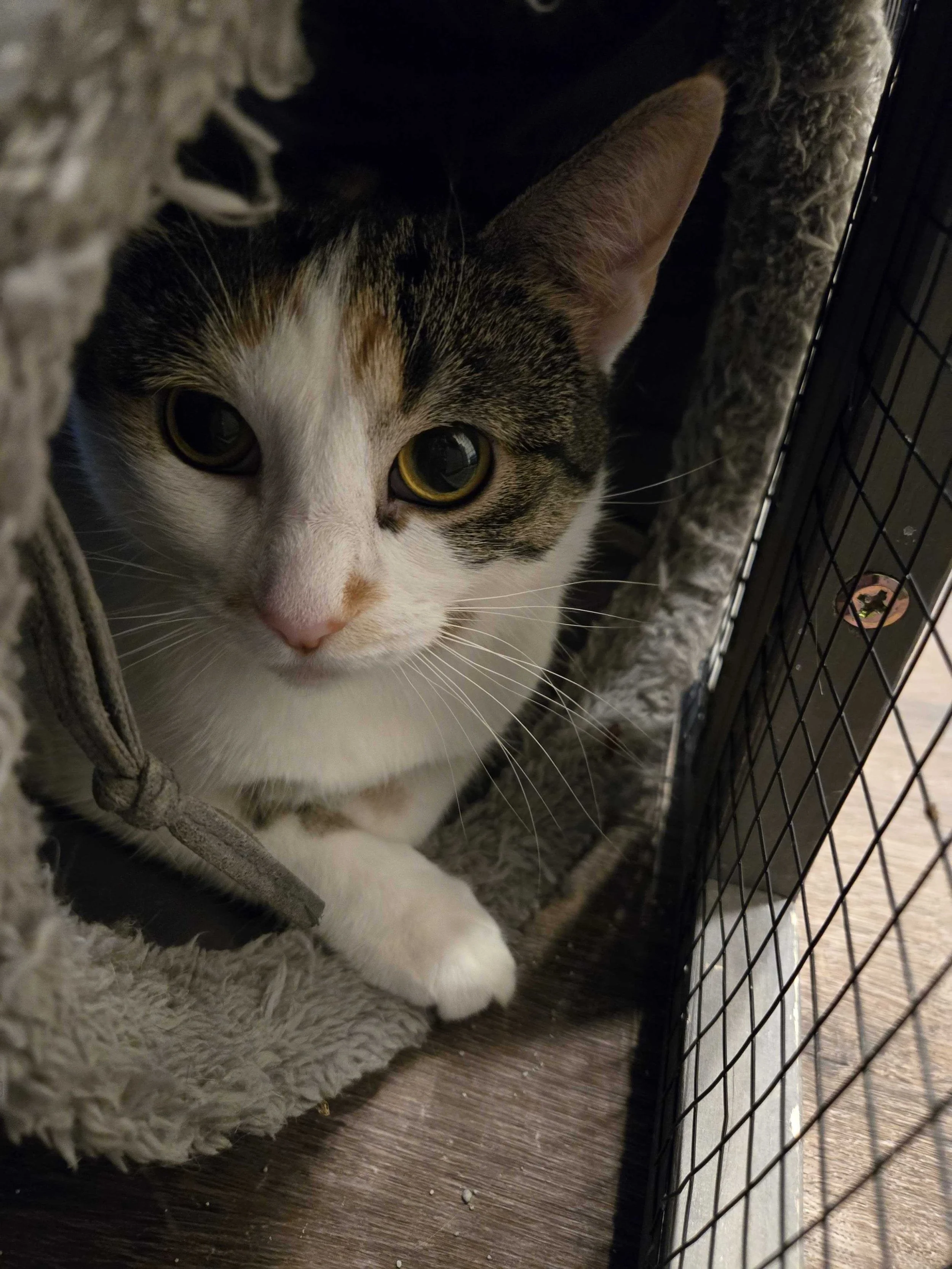 Image of Little Debbie, an adoptable Almost Home Cat Rescue MKE cat