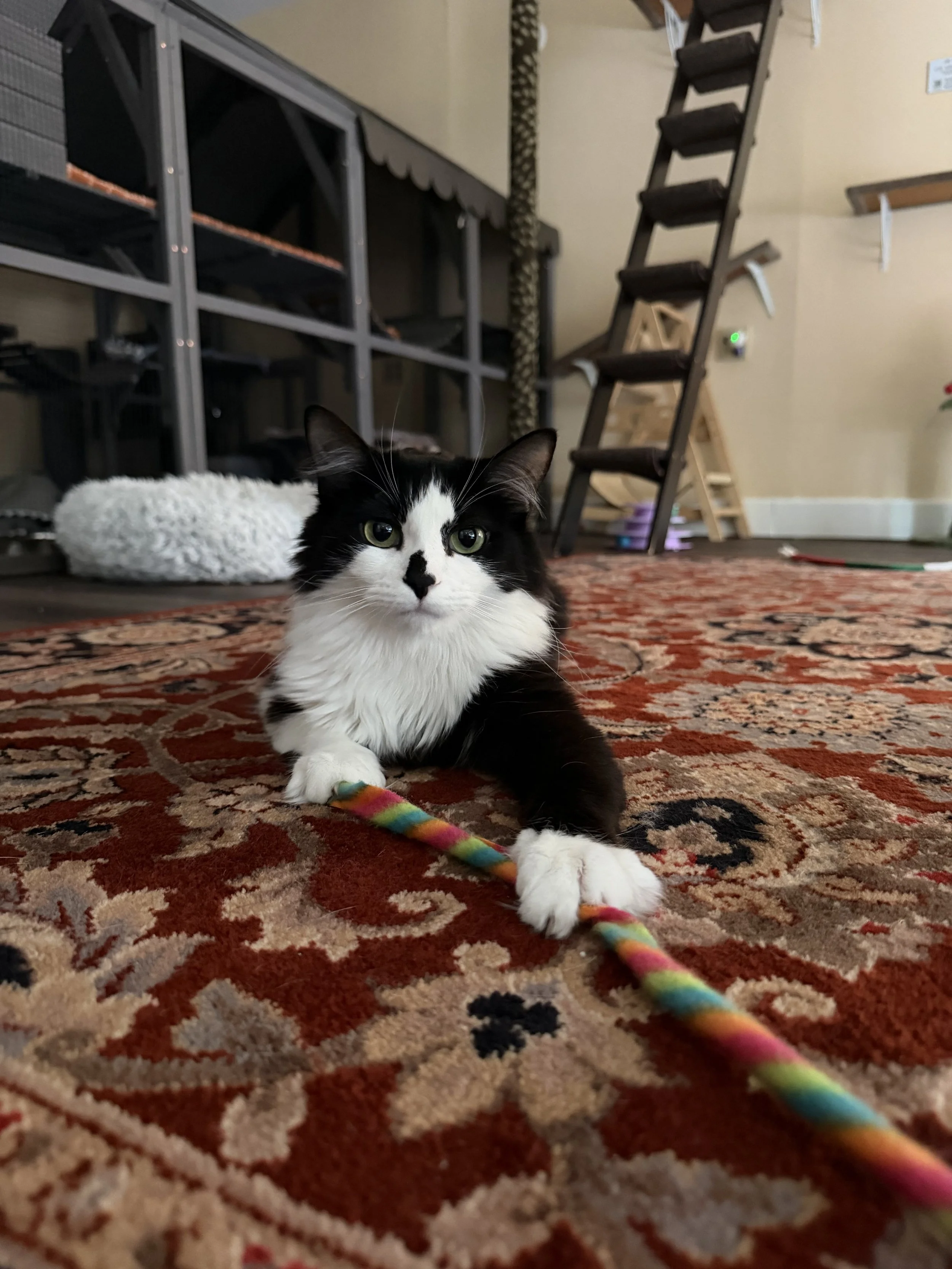 Image of Luciana, an adoptable cat from Almost Home Cat Rescue MKE