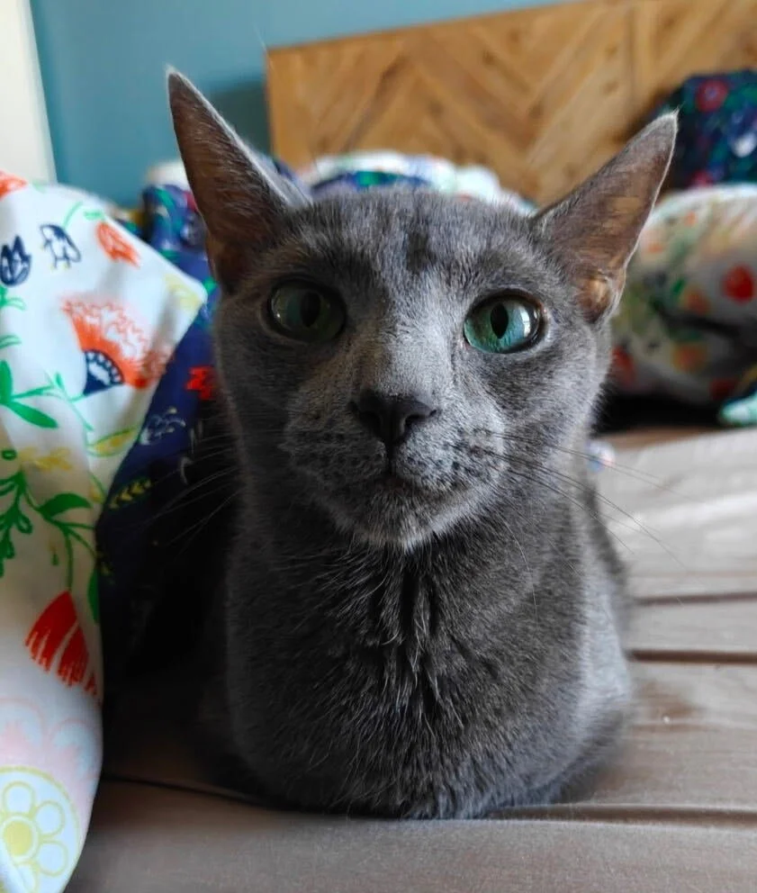 Image of Dotty, an adoptable cat from Almost Home Cat Rescue MKE