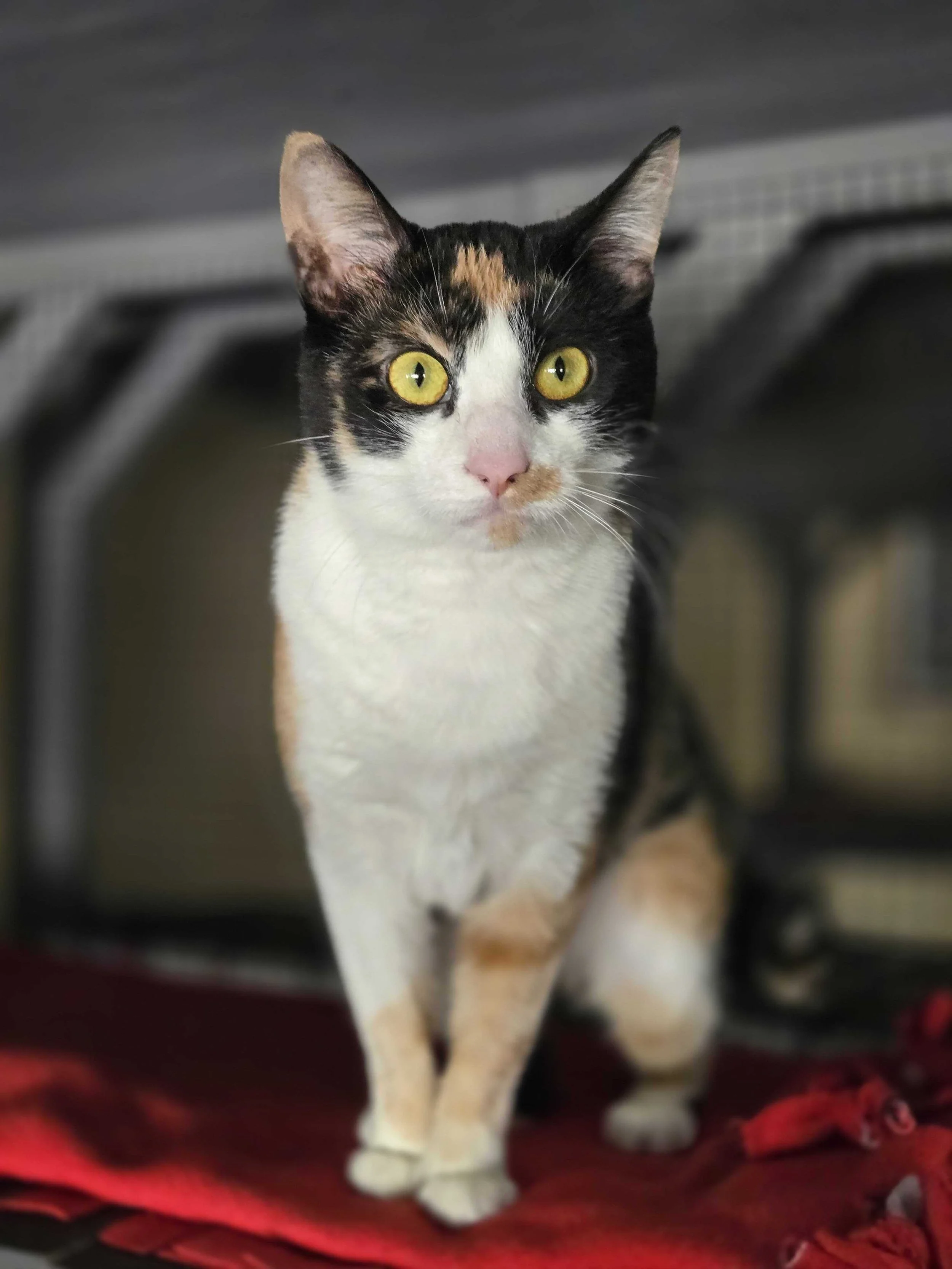 Photo of Penelope, an adoptable cat from Almost Home Cat Rescue MKE