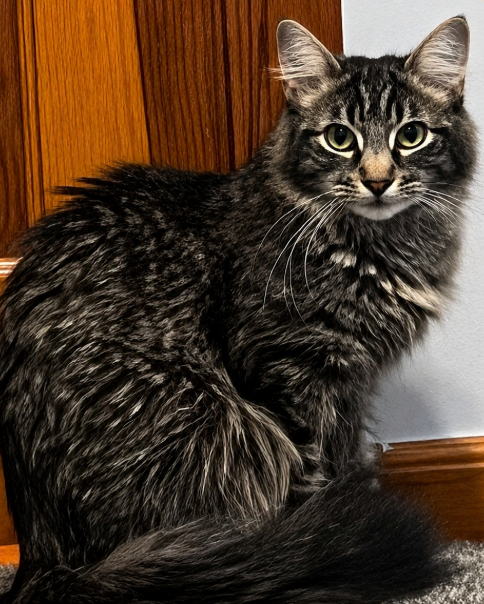 Image of Susie Q, an adoptable cat from Almost Home Cat Rescue MKE
