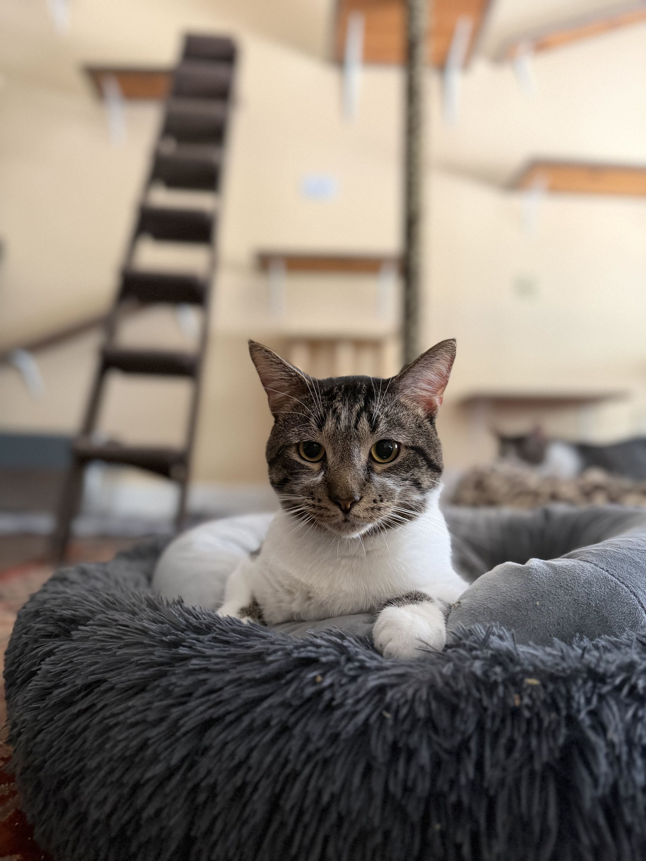 Image of Wodan, an adoptable cat from Almost Home Cat Rescue MKE