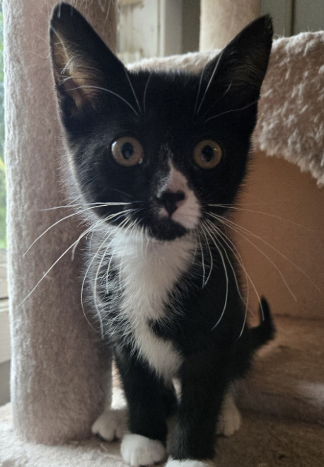 Adoptable kitten, Bayfield, from Almost Home Cat Rescue MKE