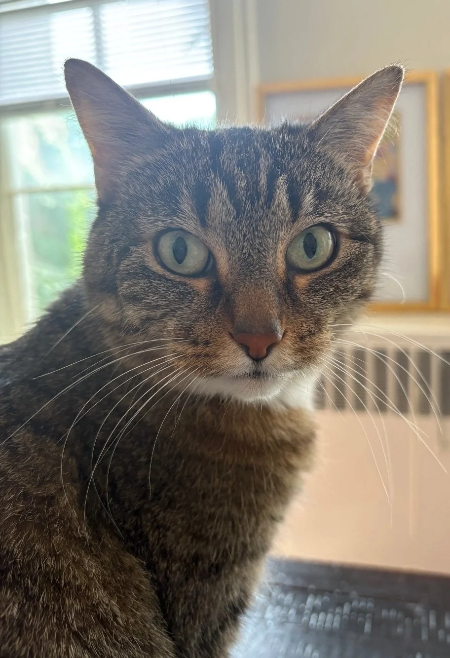 Lily (In Foster)
