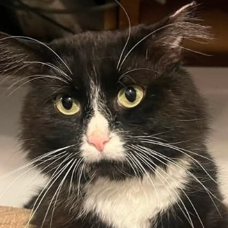 Image of Sylvester, an adoptable cat from Almost Home Cat Rescue MKE