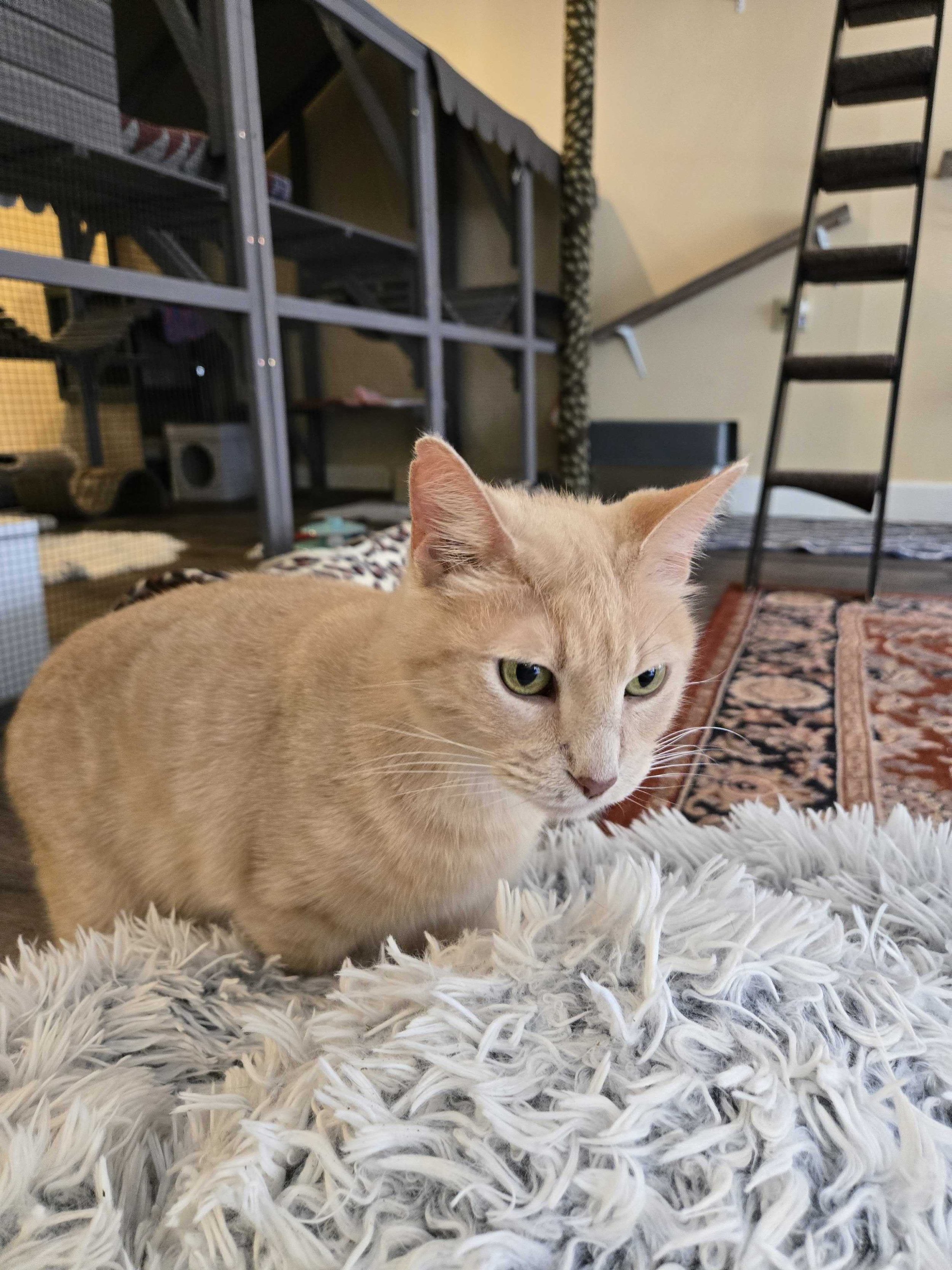 Image of Kermit, an adoptable cat from Almost Home Cat Rescue MKE