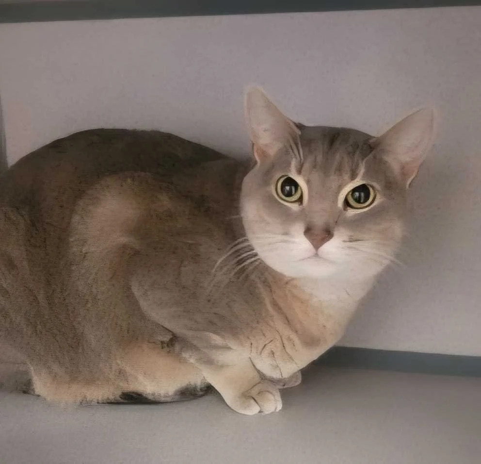 Image of Matilda, an adoptable cat from Almost Home Cat Rescue MKE