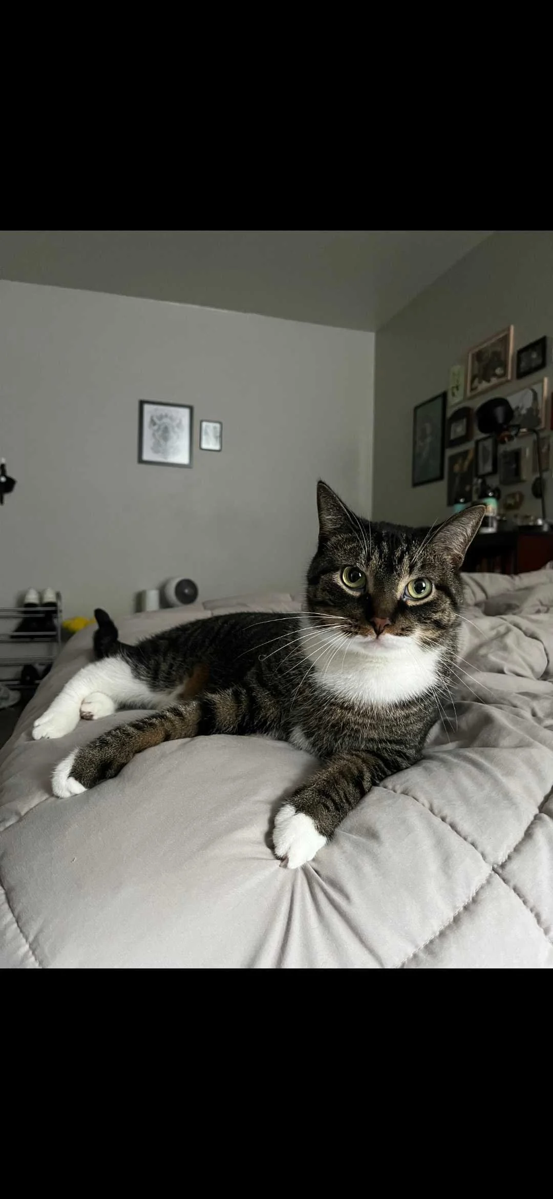 Image of Fufu, an adoptable Almost Home Cat Rescue MKE cat
