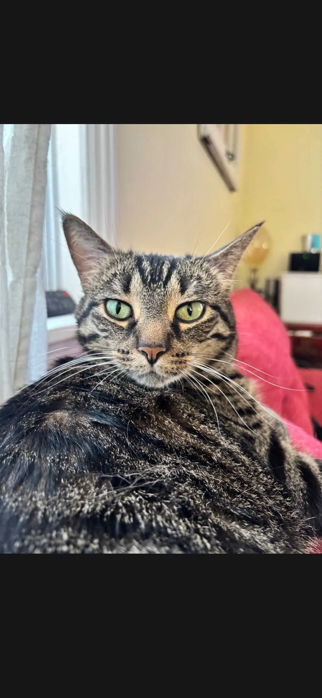 Image of Zoey, an adoptable cat from Almost Home Cat Rescue MKE