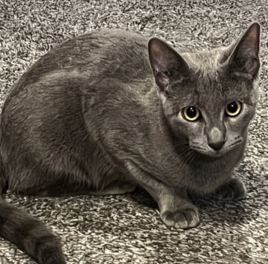 Image of Pounce, an adoptable cat bonded to Lynx at Almost Home Cat Rescue MKE