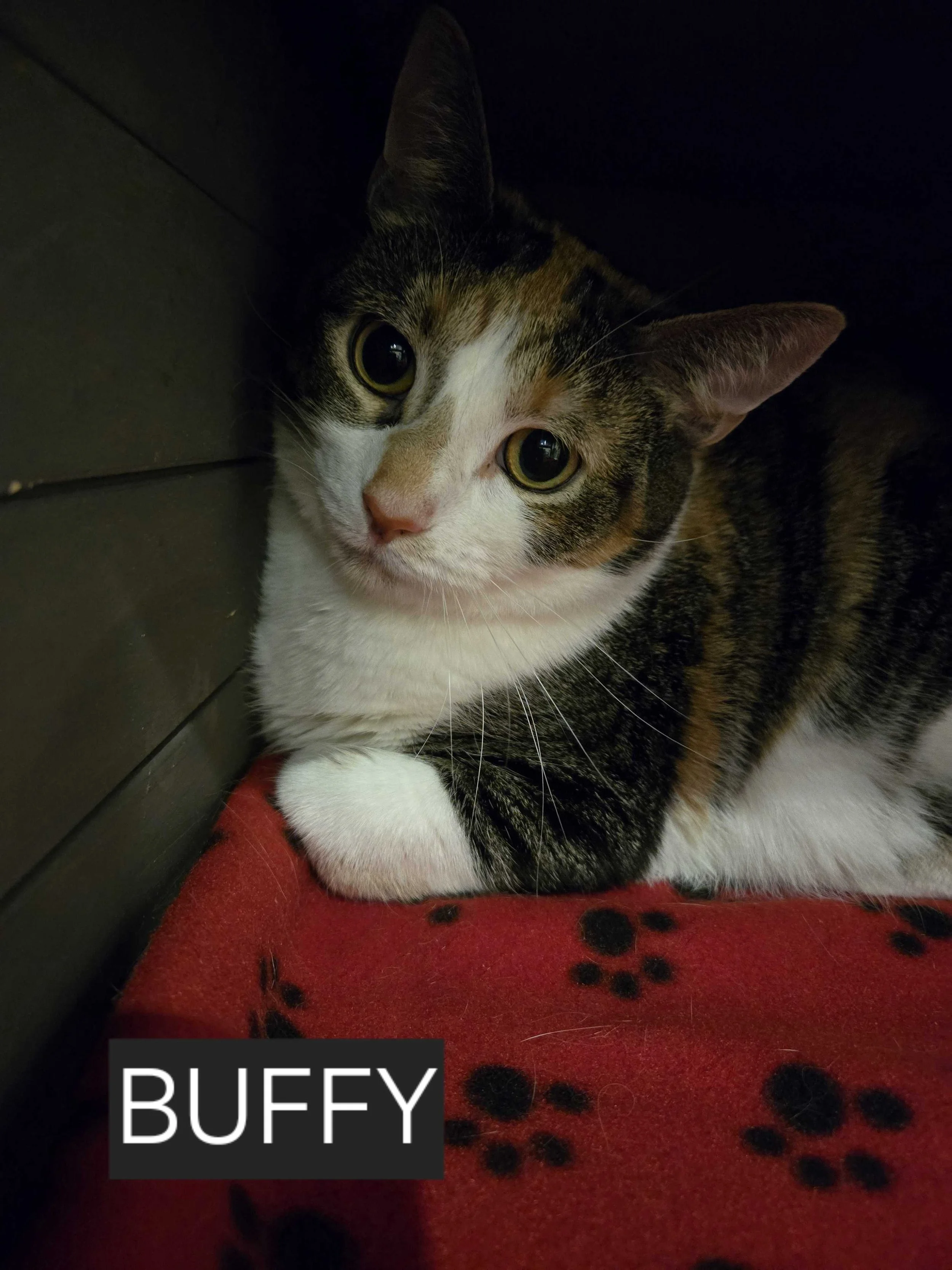 Image of Buffy, an adoptable cat from Almost Home Cat Rescue MKE