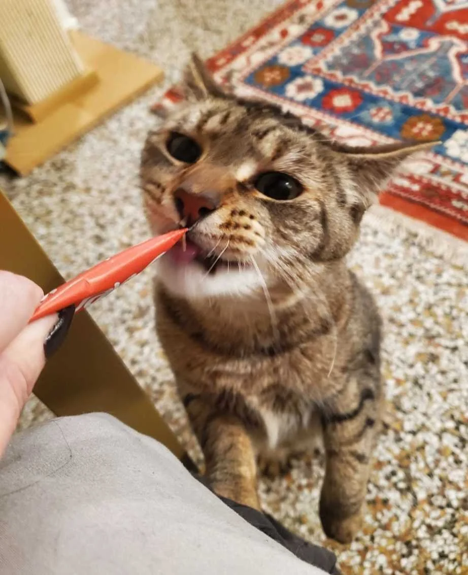 Image of Beans, an adoptable cat from Almost Home Cat Rescue MKE