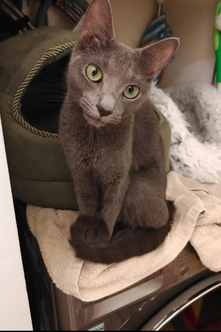 Image of Dotty, an adoptable cat from Almost Home Cat Rescue MKE