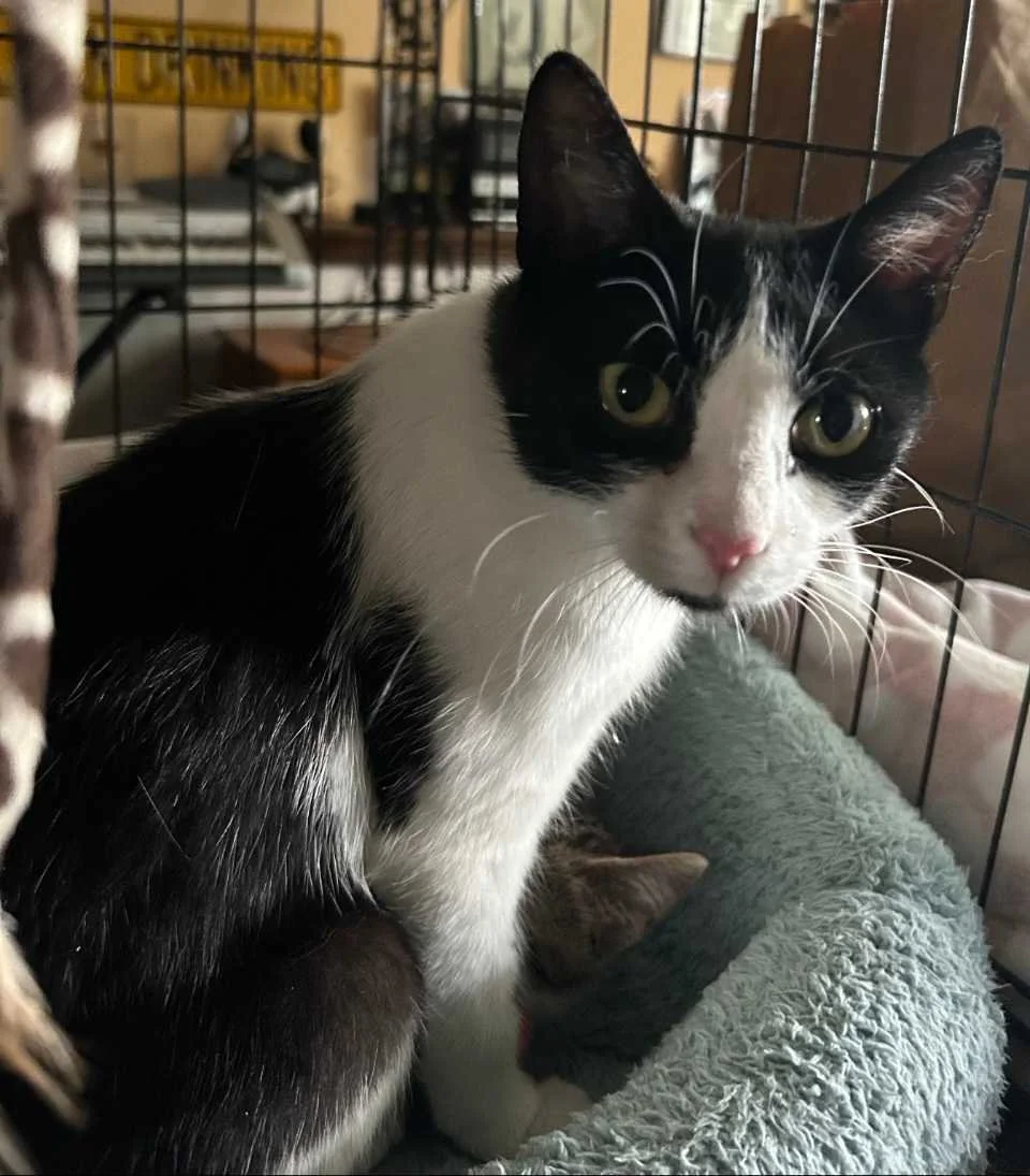 Image of Cleo, an adoptable cat from Almost Home Cat Rescue MKE