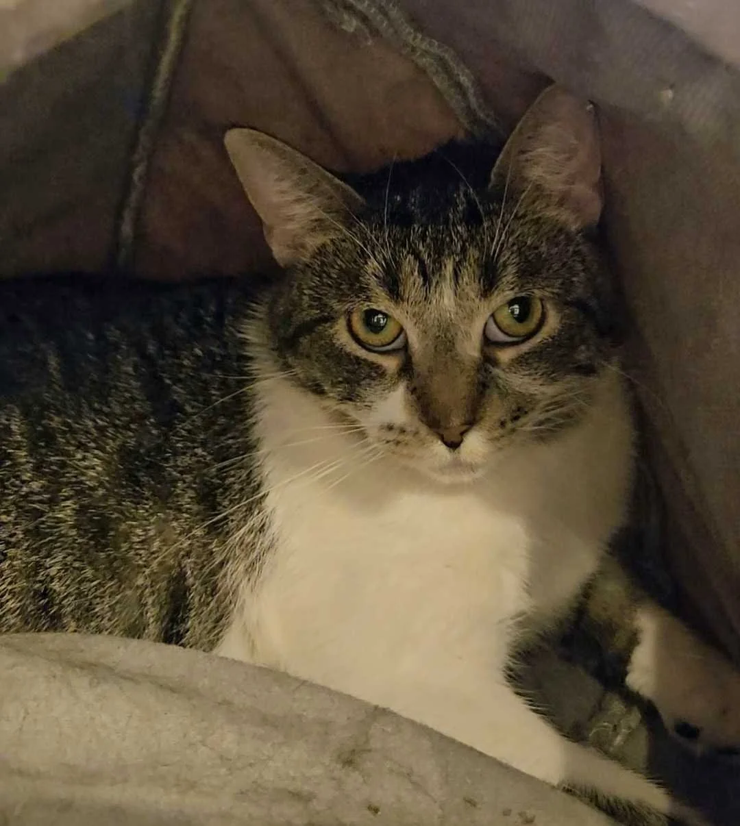 Image of Dottie, an adoptable cat from Almost Home Cat Rescue MKE