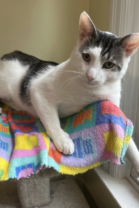 Image of Speedy, an adoptable cat from Almost Home Cat Rescue MKE