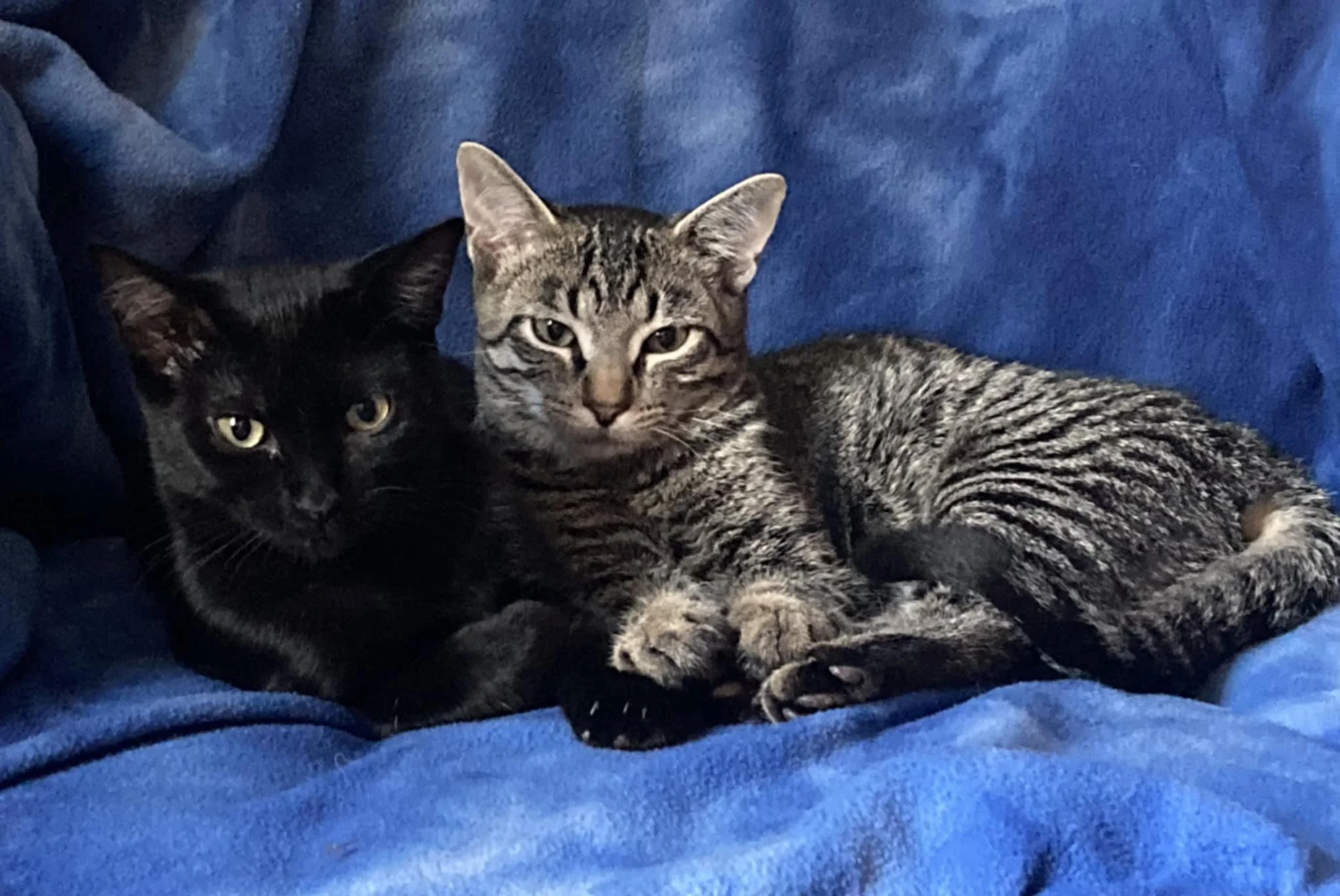 Agnes & Turner (In Foster)