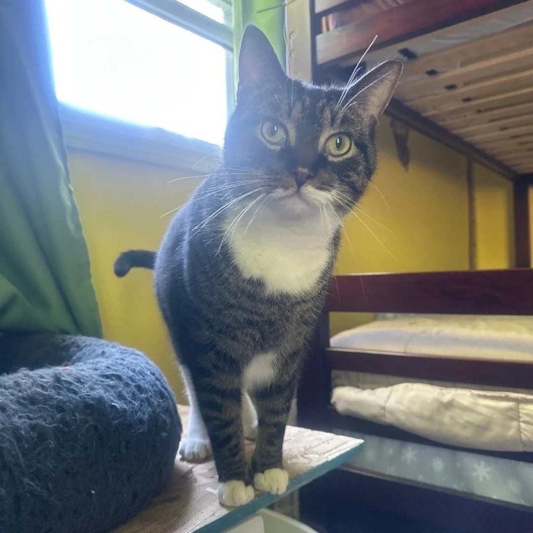 Image of Fufu, an adoptable Almost Home Cat Rescue MKE cat