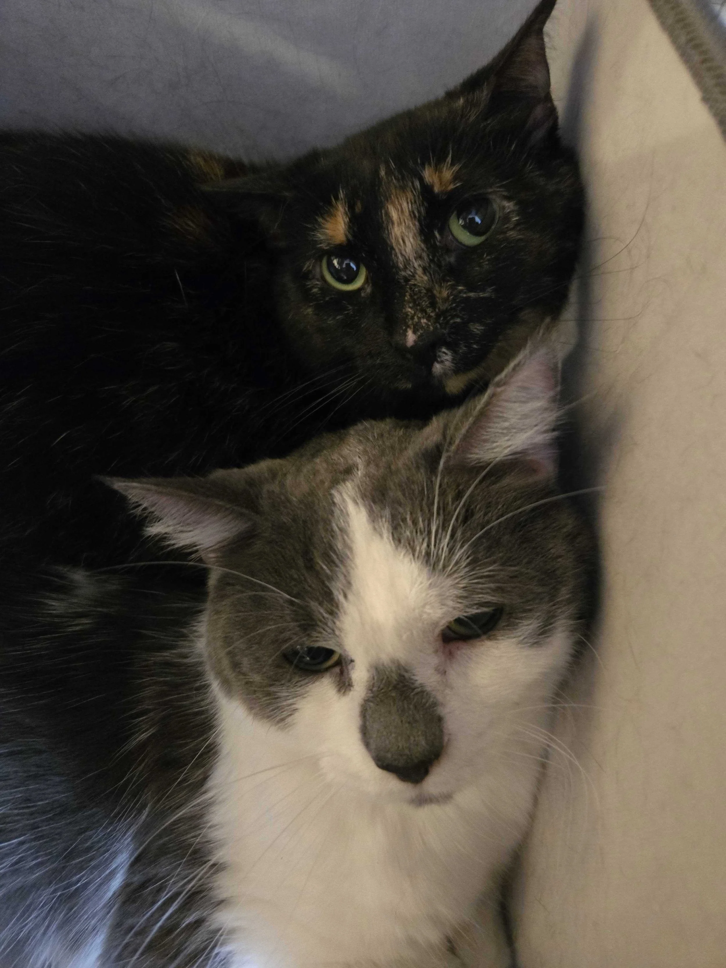 Image of Anastasia and Miloh, an adoptable bonded pair from Almost Home Cat Rescue MKE