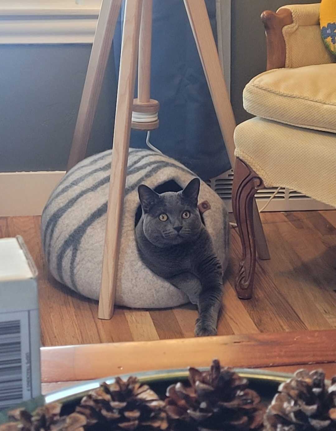 Image of Herbert, an adoptable cat from Almost Home Cat Rescue MKE